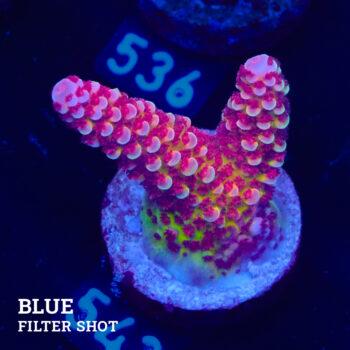 Acropora 'Fluo Bicolor II'