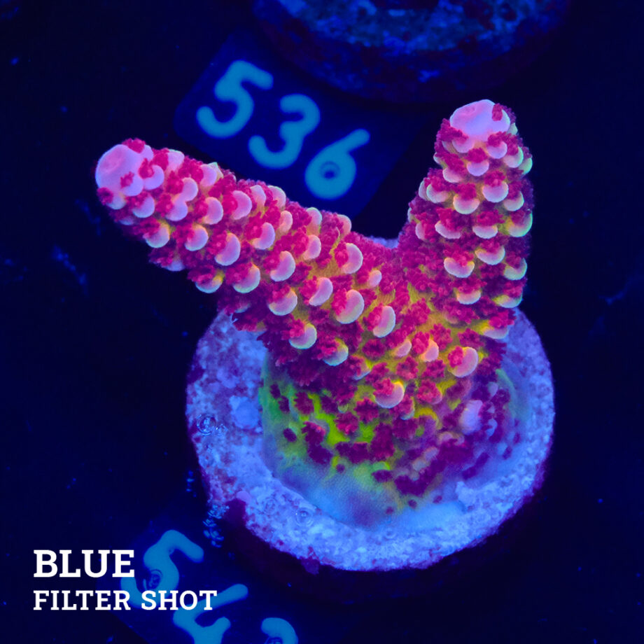 Acropora 'Fluo Bicolor II'