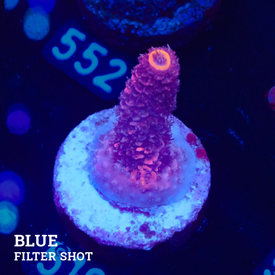 Acropora Millepora 'Red/Pink'
