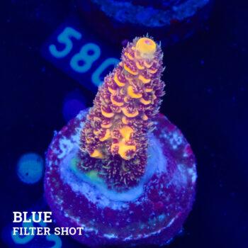Acropora Millepora 'Orange'