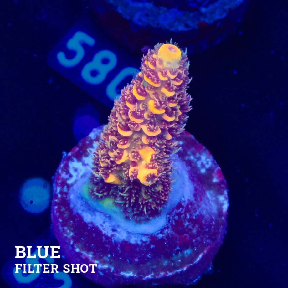 Acropora Millepora 'Orange'