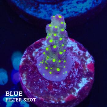 Acropora 'Tricolor'