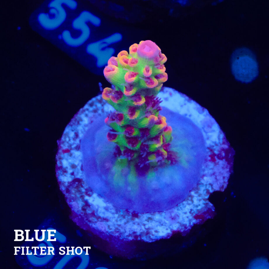 Acropora Microklados 'SSC'