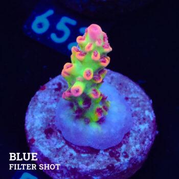 Acropora Microklados 'SSC'