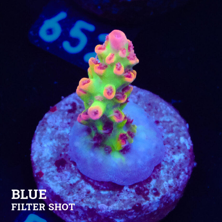 Acropora Microklados 'SSC'