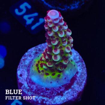 Acropora 'Fluo Bicolor II'