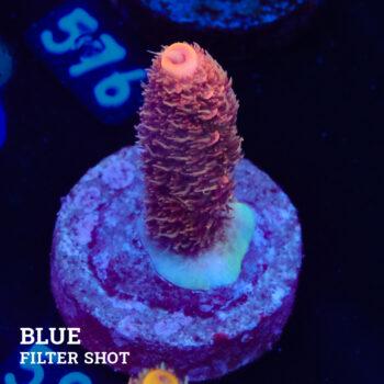 Acropora Millepora 'Red/Pink'
