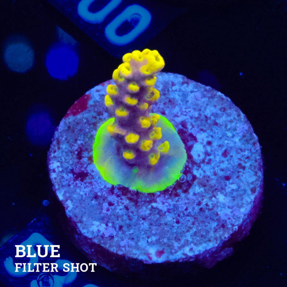 Acropora 'Yellow & Purple'