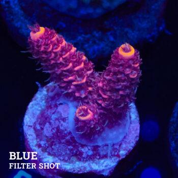 Acropora Millepora 'Red/Pink'