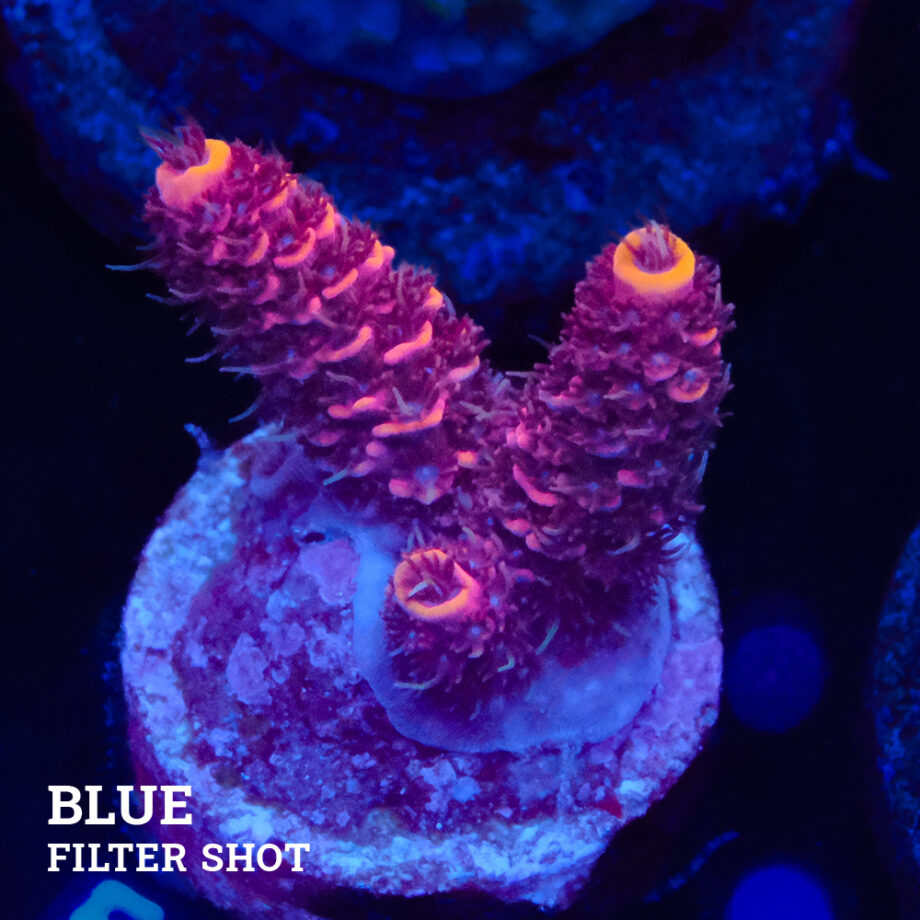 Acropora Millepora 'Rojo/Rosa