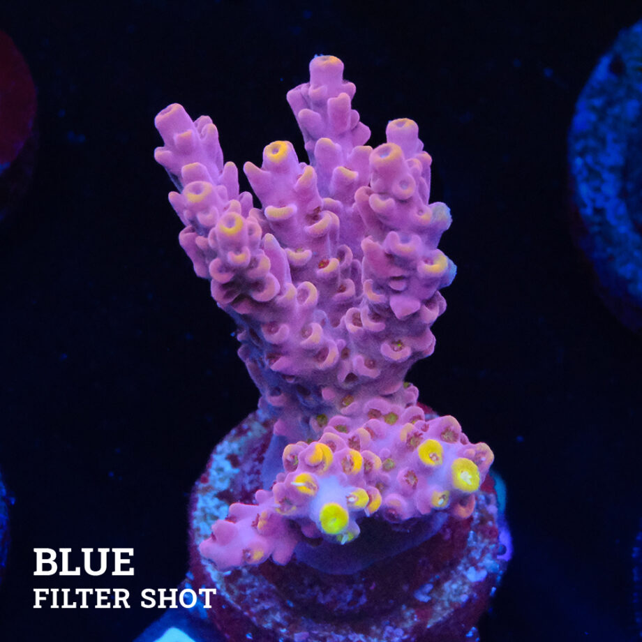 Acropora 'Yellow Tips'