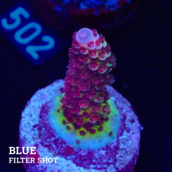 Acropora 'Fluo Bicolor II'
