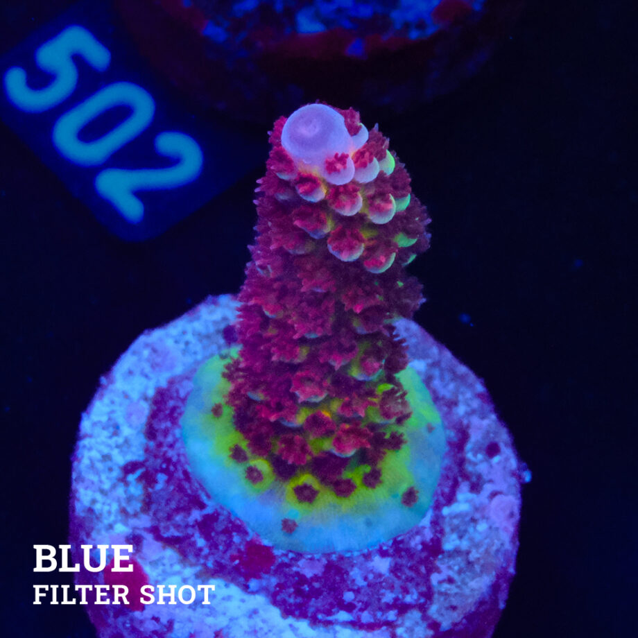 Acropora 'Fluo Bicolor II'