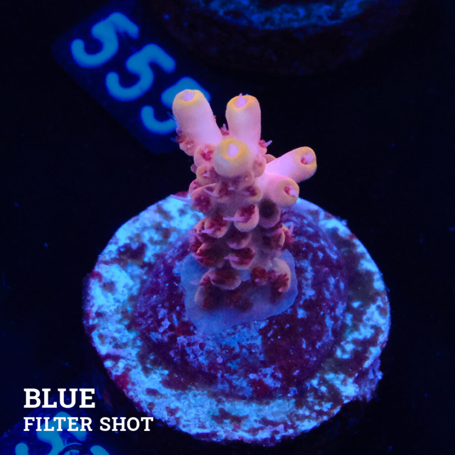 Acropora 'Yellow Tips'