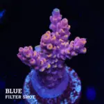 Acropora 'Yellow Tips'