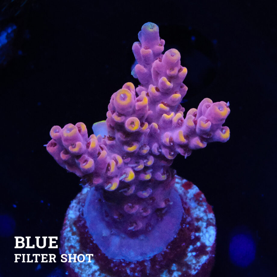 Acropora 'Yellow Tips' (pointes jaunes)
