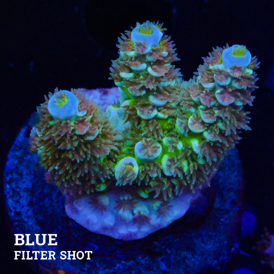 Acropora Tenuis L-Plug