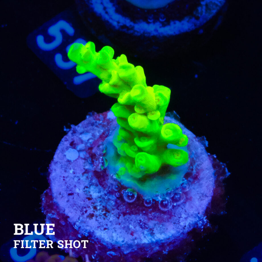 Acropora Batunai