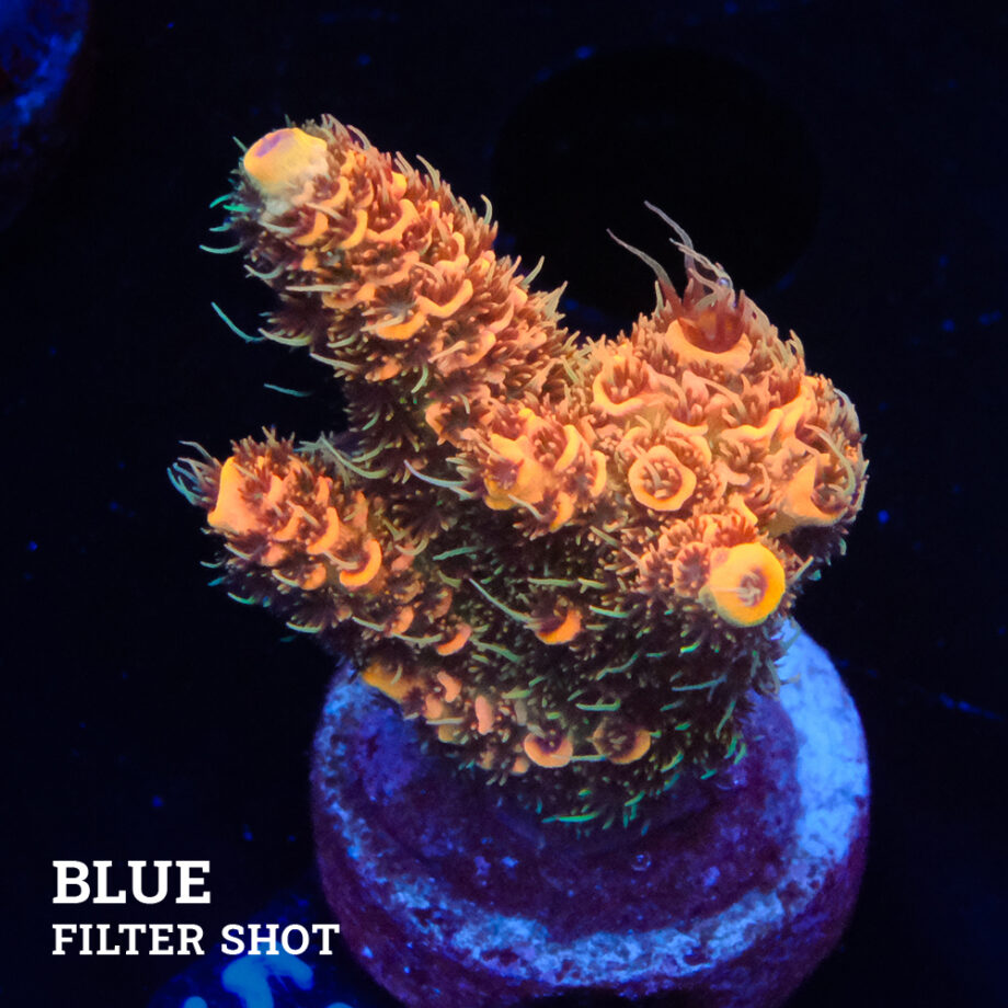Acropora Millepora 'Orange'