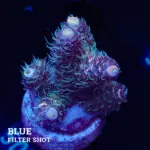 Acropora Millepora 'Pastel'