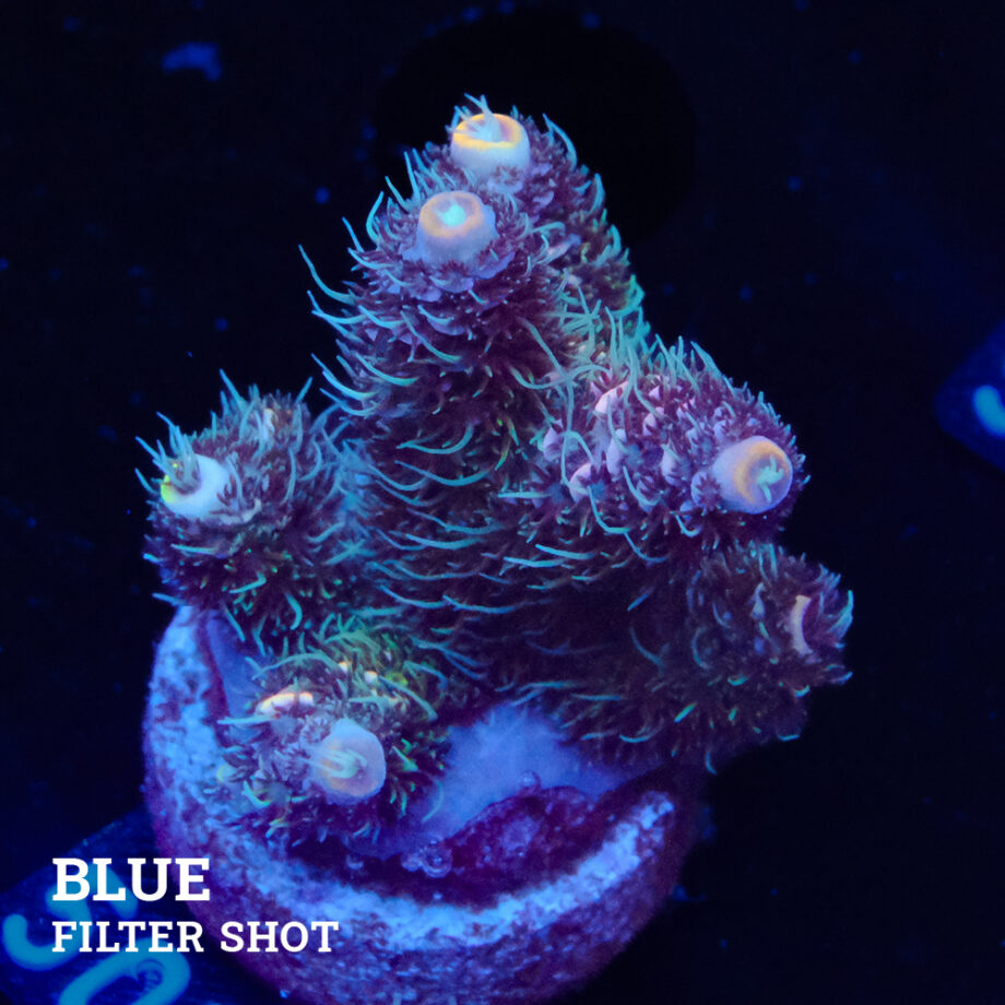 Acropora Millepora 'Pastel'