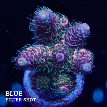 Acropora Millepora 'Pastel'