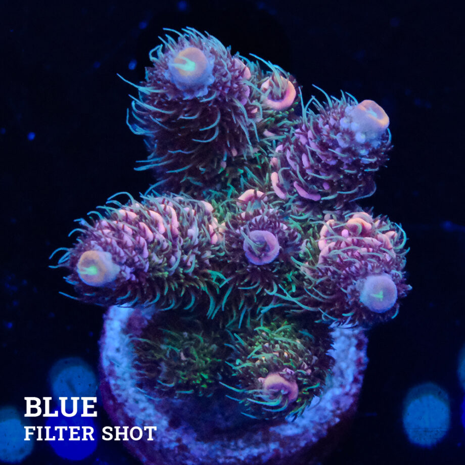 Acropora Millepora 'Pastel'