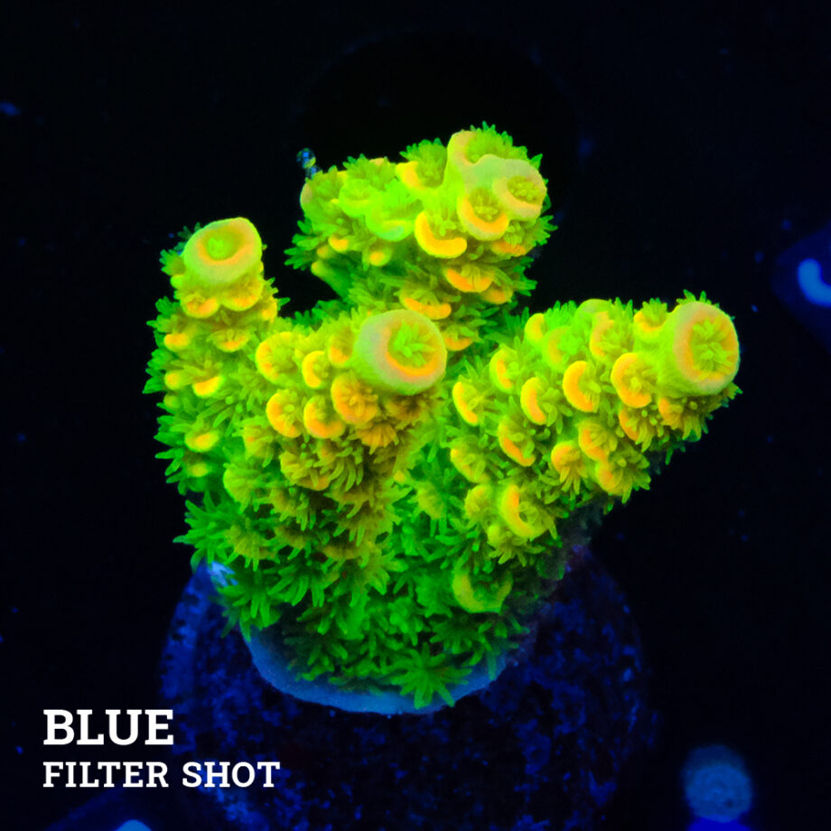 Acropora Tenuis 'Orange & Green'