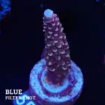 Acropora Aspera 'Chocolate Stick'