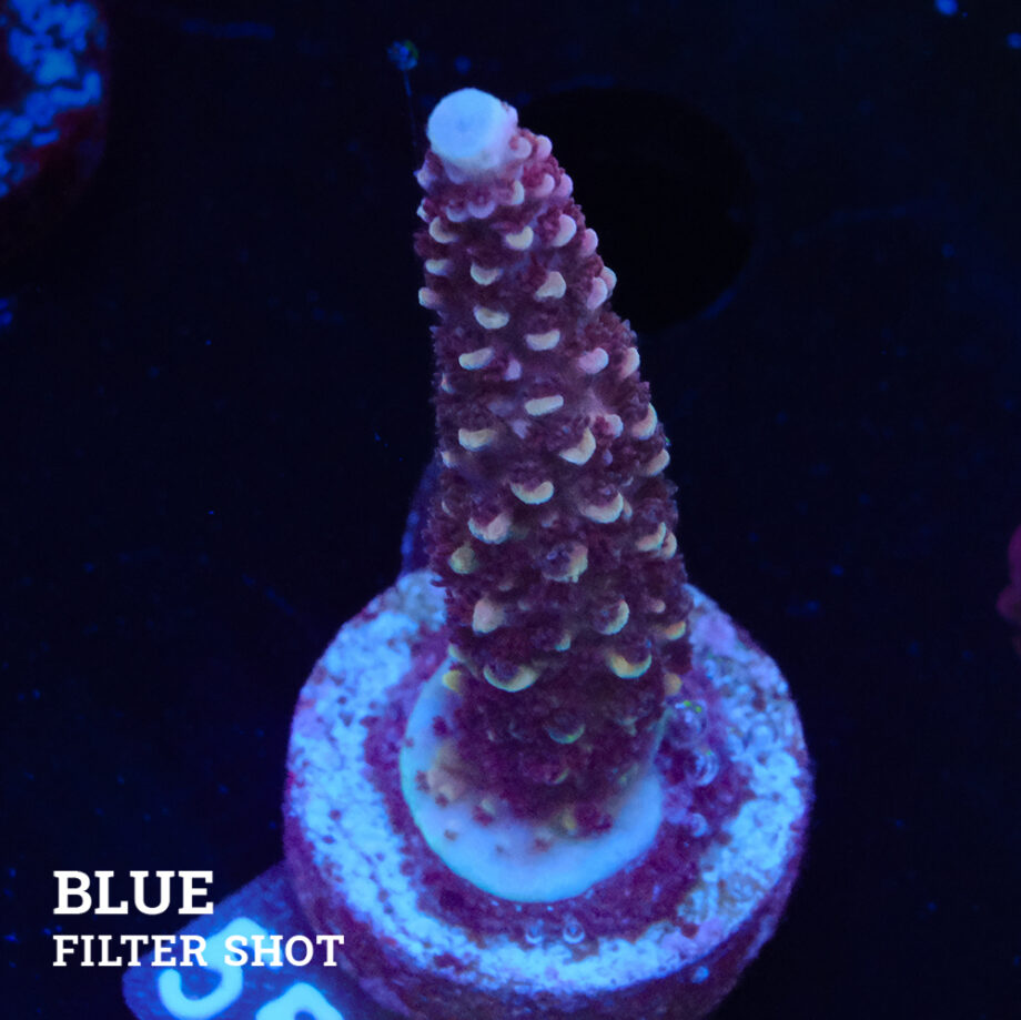 Acropora Aspera 'Chocolate Stick'