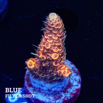 Acropora Millepora 'Naranja