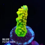 FM Sour Patch