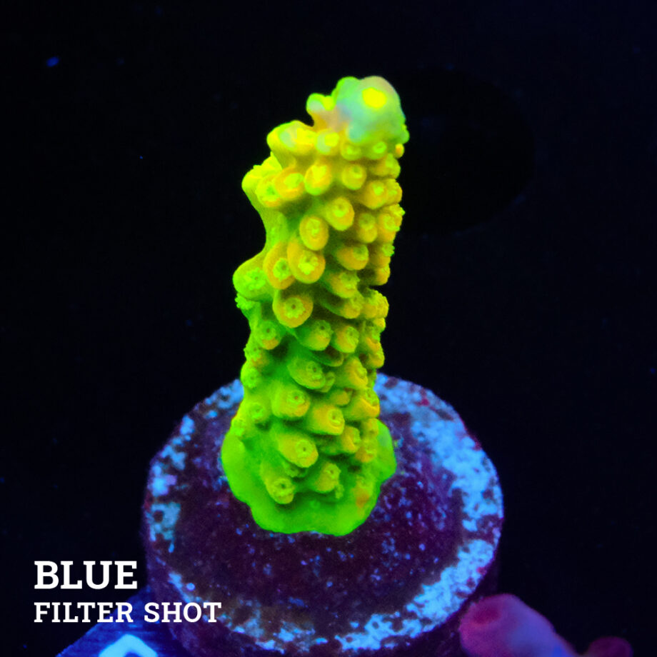 FM Sour Patch