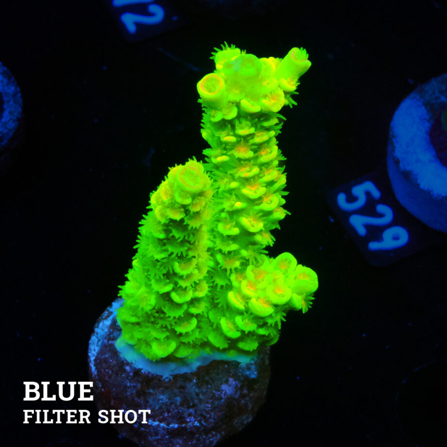 Acropora Tenuis 'Neon Green'