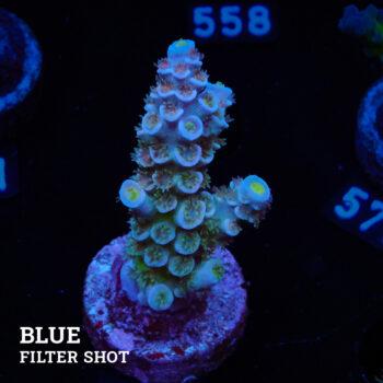 Acropora Tenuis