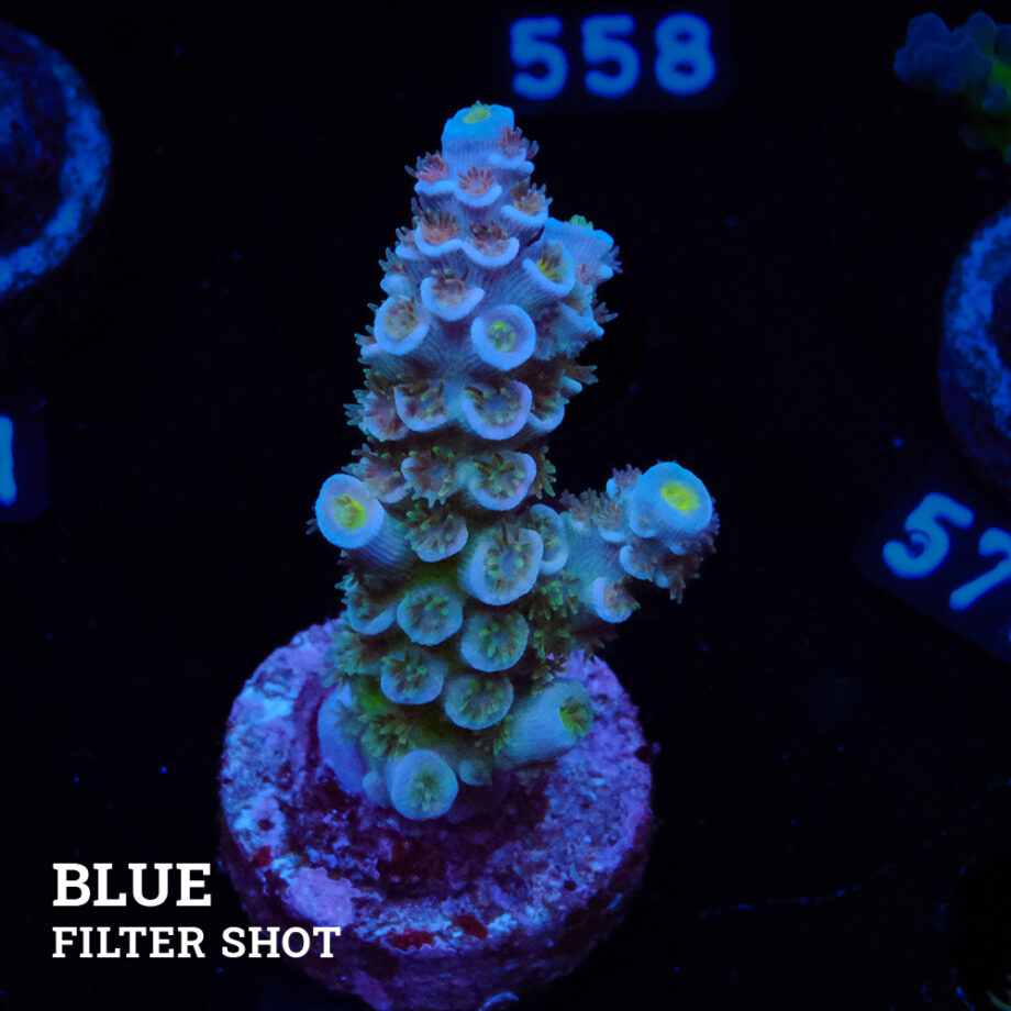 Acropora Tenuis