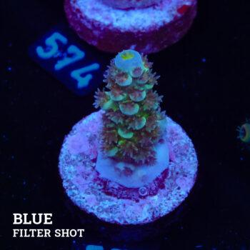 Acropora Tenuis