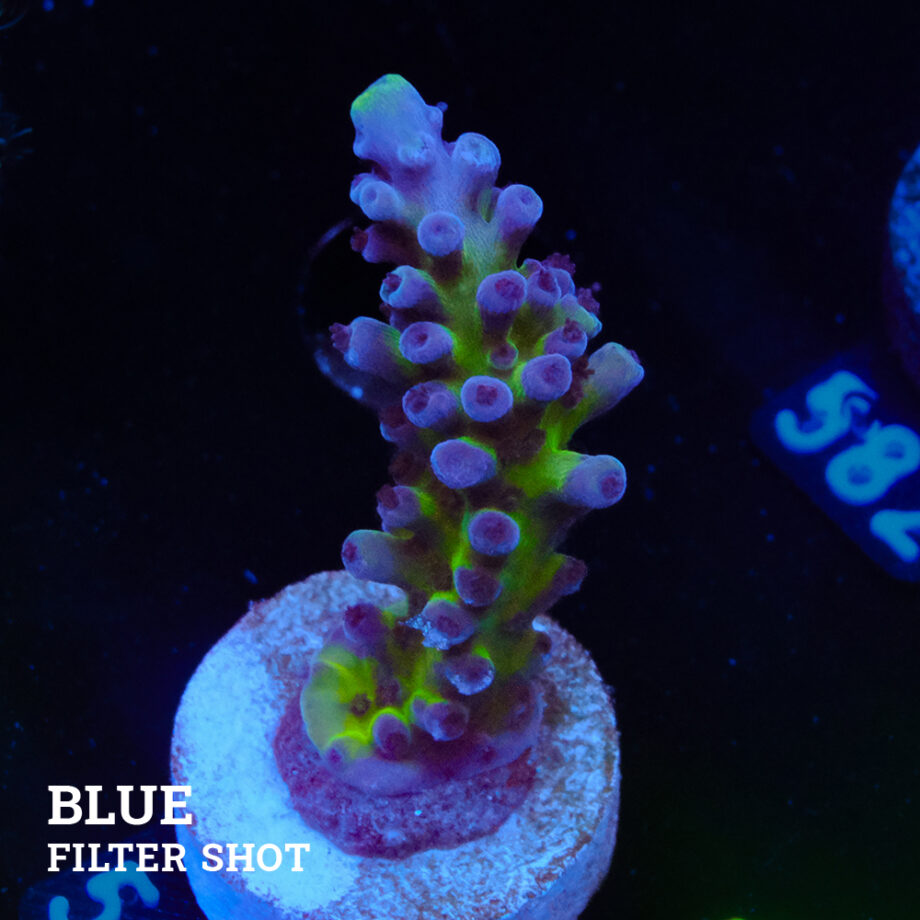 Acropora 'Cali Tort