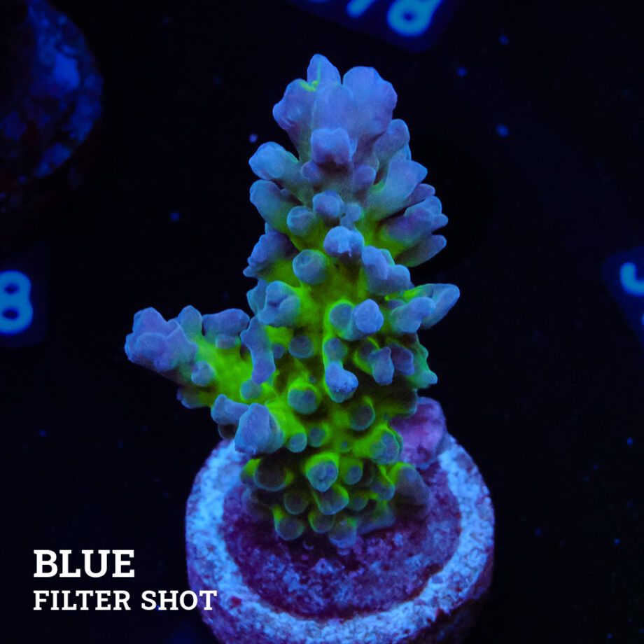 Acropora 'Electric Miyagi' (Eléctrica Miyagi)