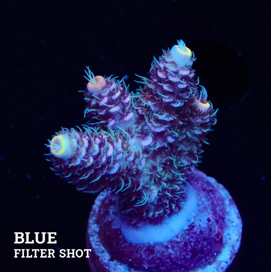 Acropora Millepora 'Pastel'