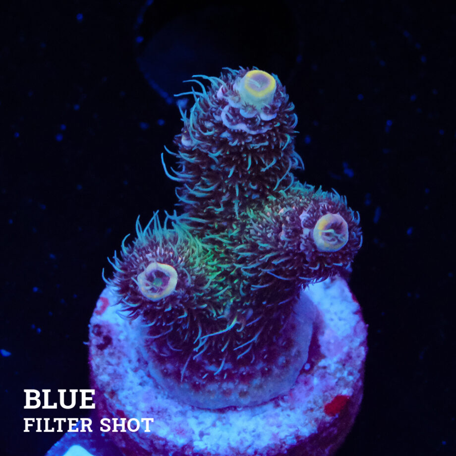 Acropora Millepora 'Pastel'