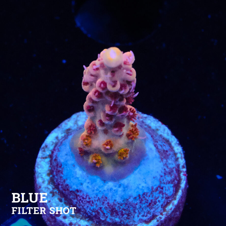 Acropora Rosaria