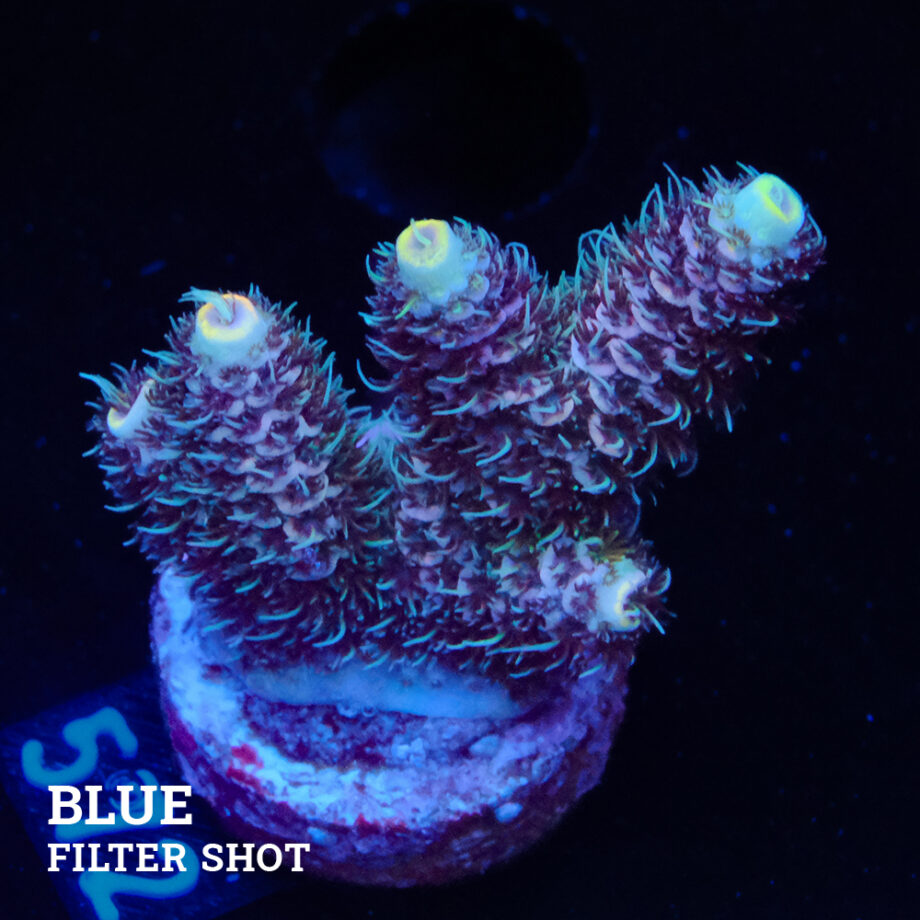 Acropora Millepora 'Pastel'