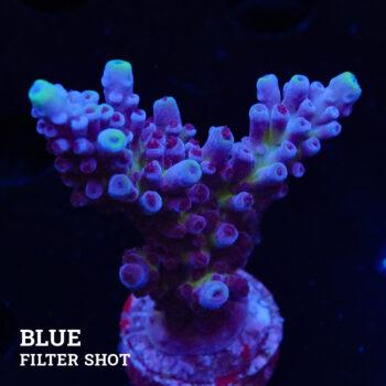 Acropora 'Cali Tort
