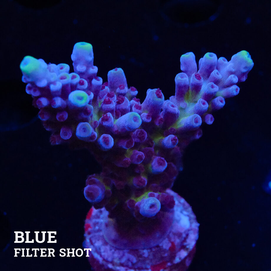 Acropora 'Cali Tort'