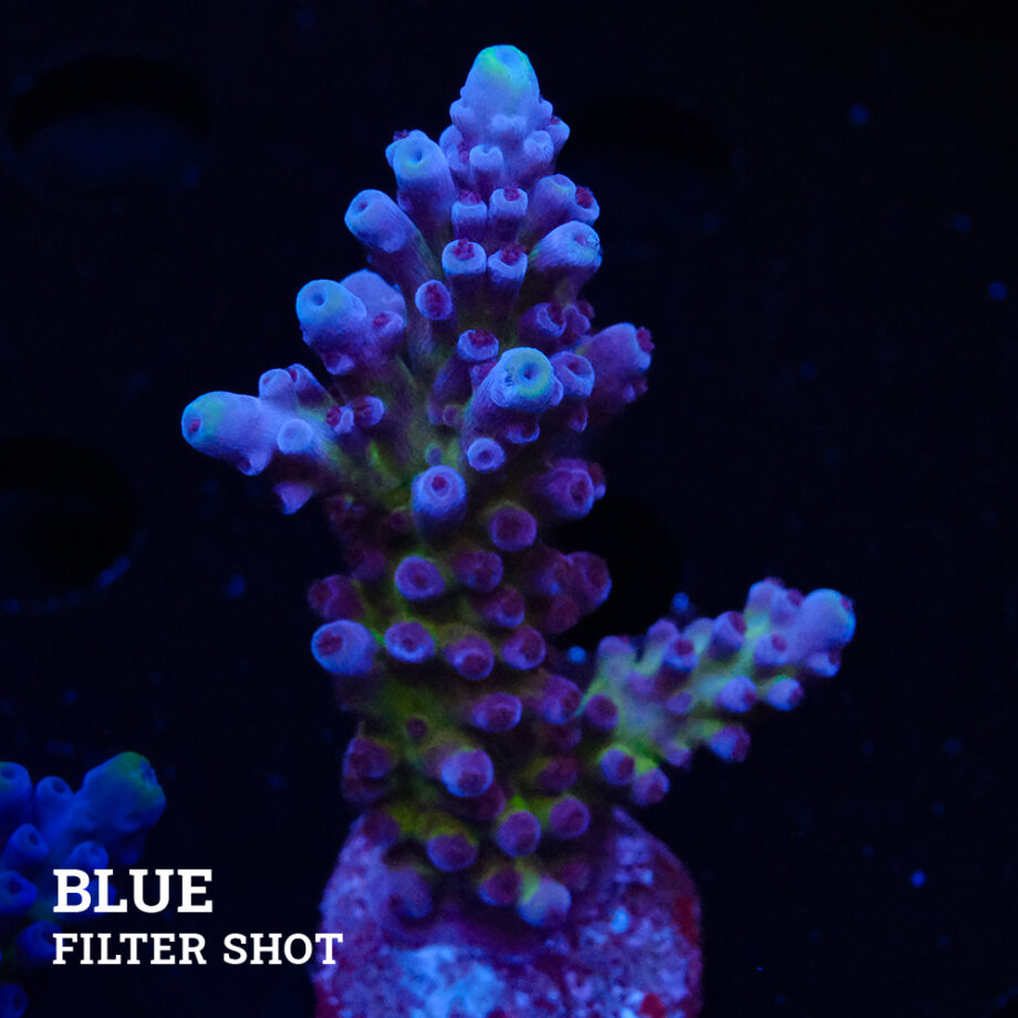 Acropora 'Cali Tort