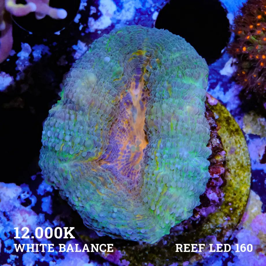 Lobophyllia