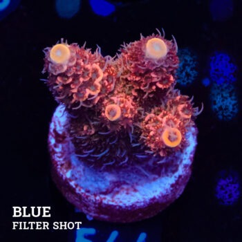 Acropora Millepora 'Rosa