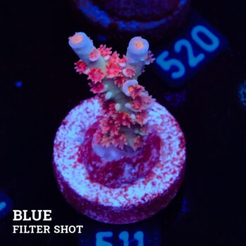 Acvropora Tenuis 'Angry Birds