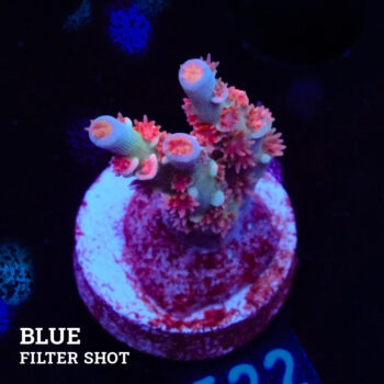 Acvropora Tenuis 'Angry Birds